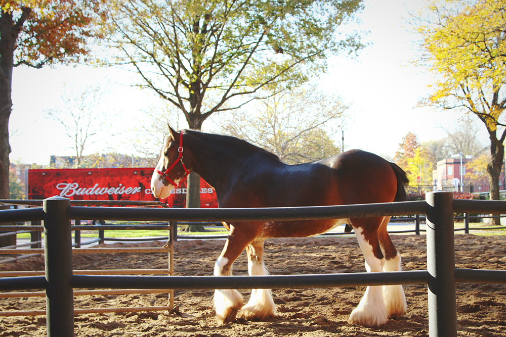 Buweiser Clydesdale Horses